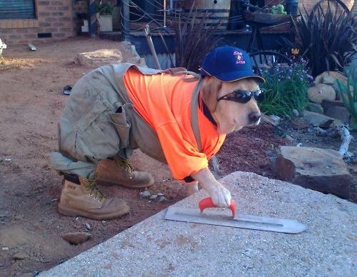 Construction-dog-meme-4